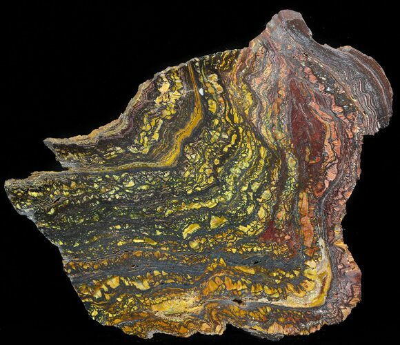 Polished Tiger Iron Stromatolite - ( Billion Years) #41084